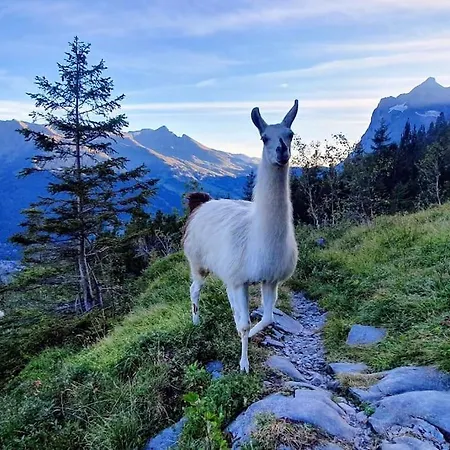 Eigernordwand شقة *