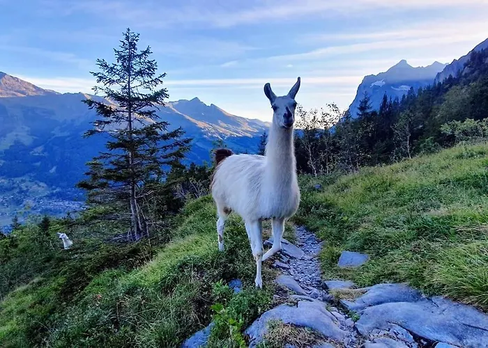 Eigernordwand Διαμέρισμα *